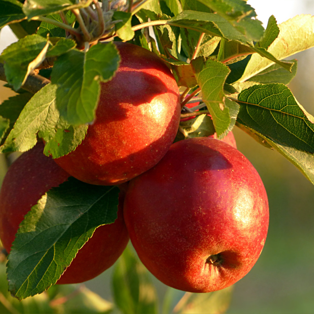 Od Dzikiego Drzewa do Światowego Symbolu