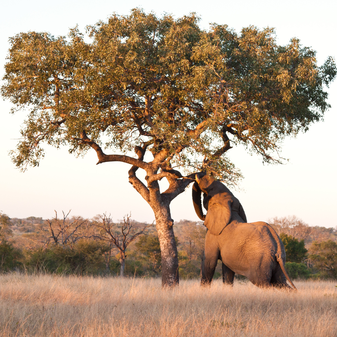 Cztery słonie... pijane słonie